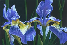 Flower Paintings